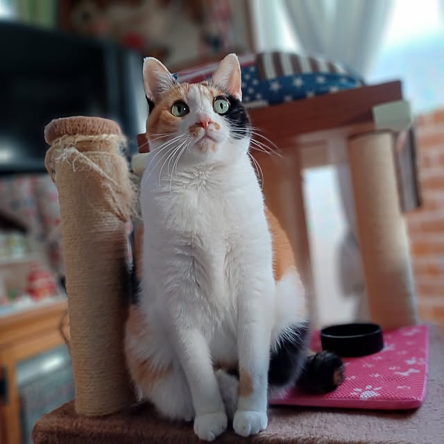 nanaさんの部屋