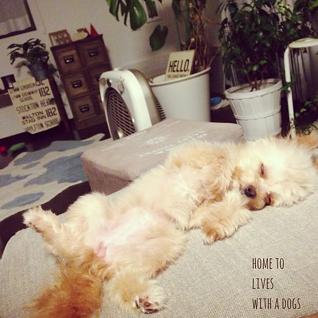 risaさんの実例写真