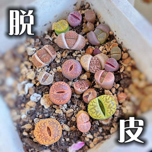 machikoooさんの実例写真