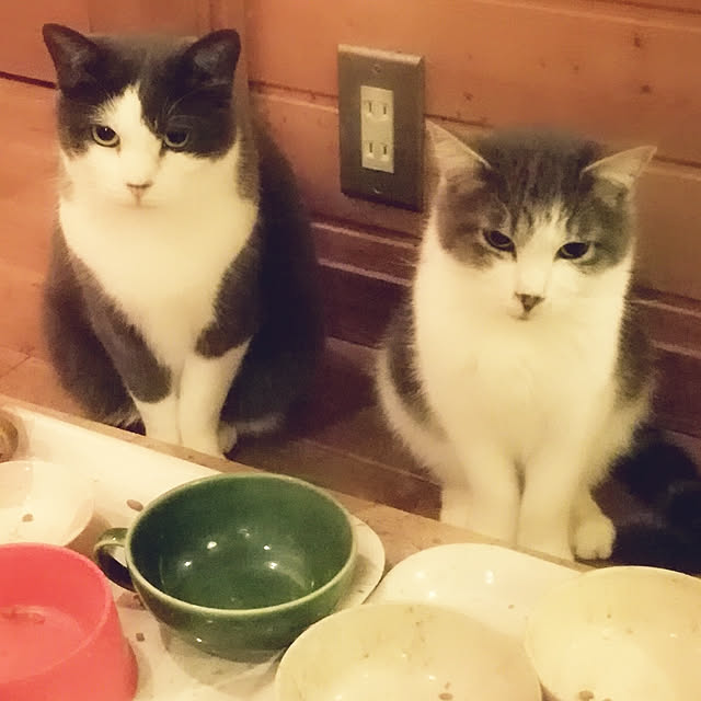 Maki-nekomamireさんの実例写真