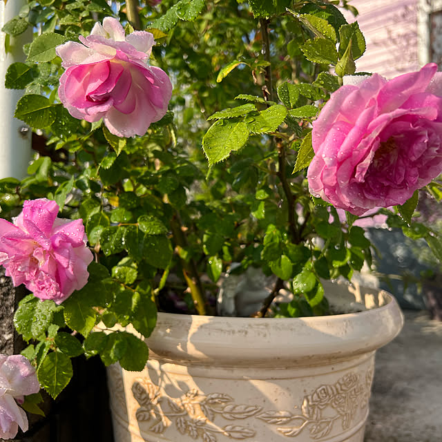 AYUKOさんの実例写真