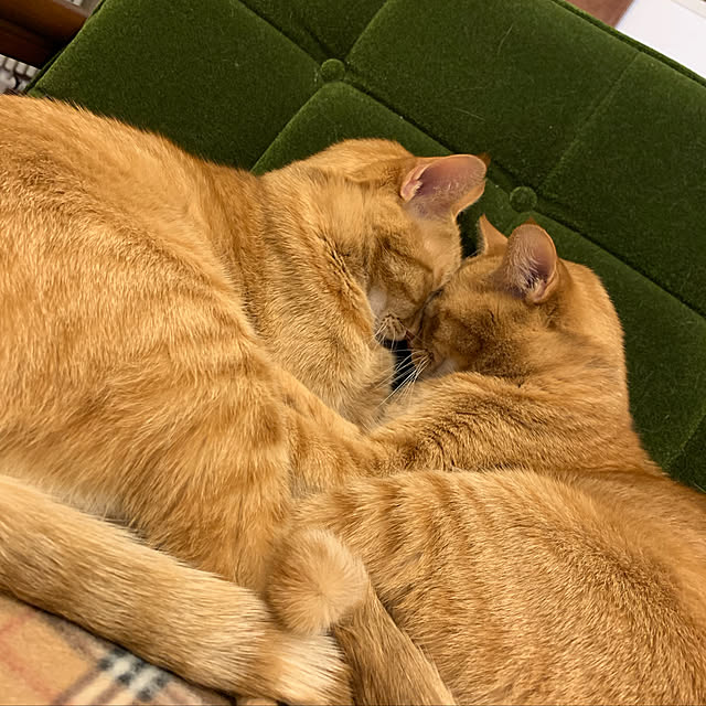mikeume7さんの実例写真