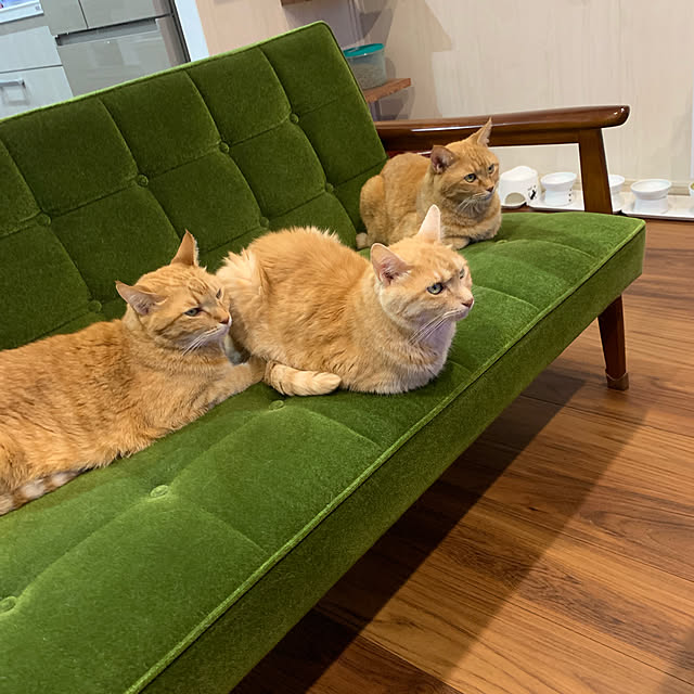 mikeume7さんの実例写真