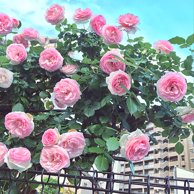 yuko25さんの実例写真