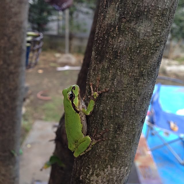 Naokoさんの実例写真