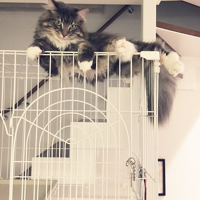 Amyさんの実例写真