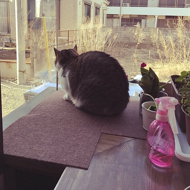 hina_puremamaさんの実例写真