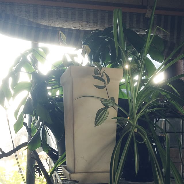 greさんの実例写真