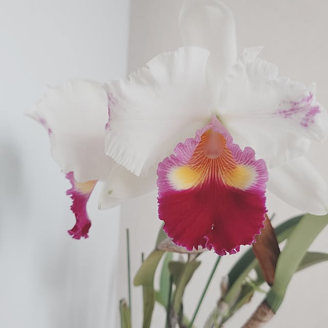 merirynさんの部屋