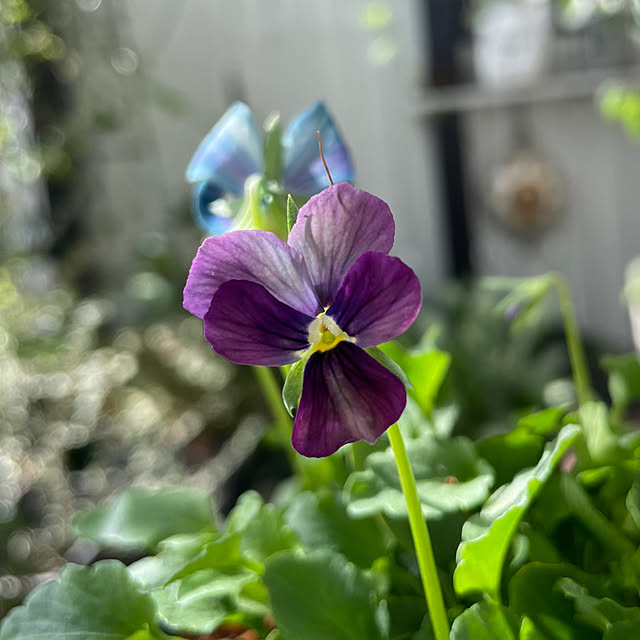 shiropenguinさんの部屋