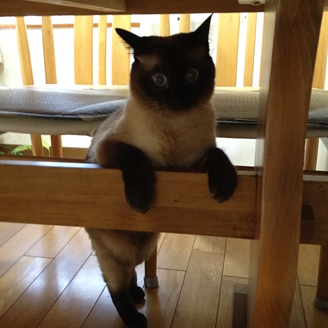 salyuさんの実例写真