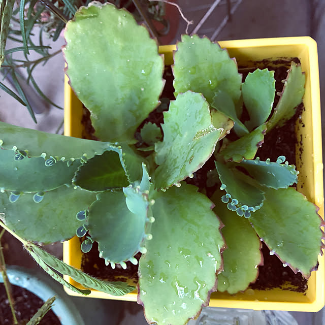 観葉植物/観葉植物/ナメクジが出ました(泣)/多肉寄せ植え/おきにいり空間...などのインテリア実例 - 2020-08-08 08:09:44