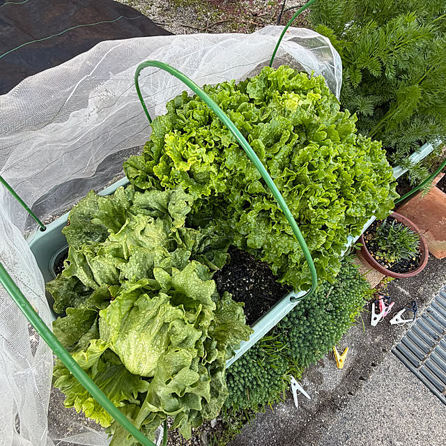 ritsukoさんの実例写真