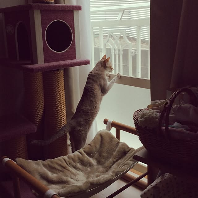miikoさんの実例写真