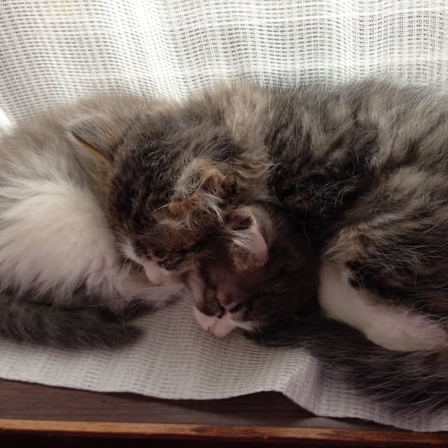 fuuさんの実例写真