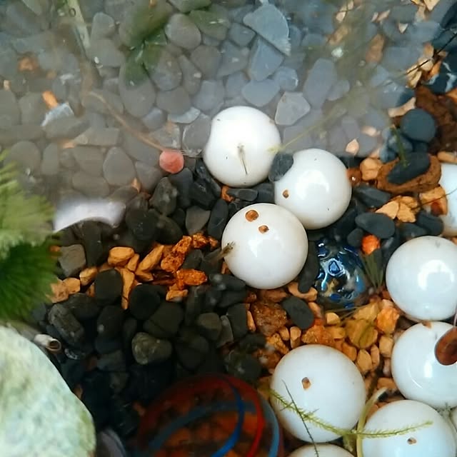 KOHAKUさんの実例写真