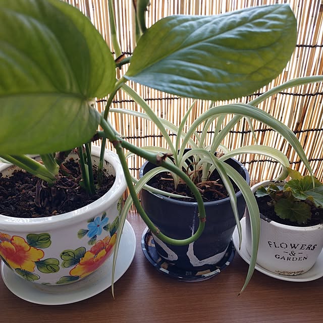moruさんの部屋