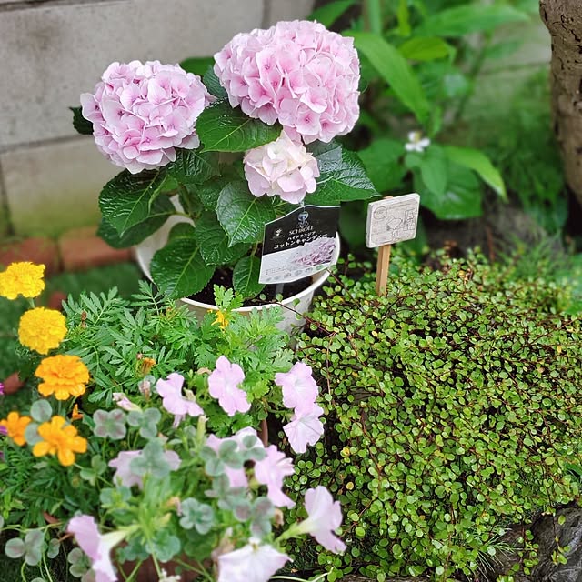 Blancheさんの部屋