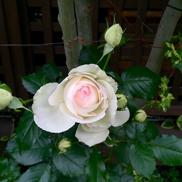 butachanさんの実例写真