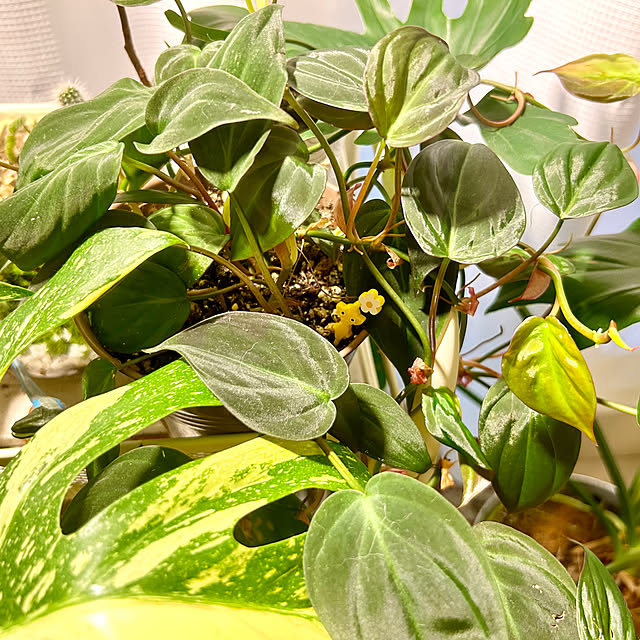 karuraaさんの部屋