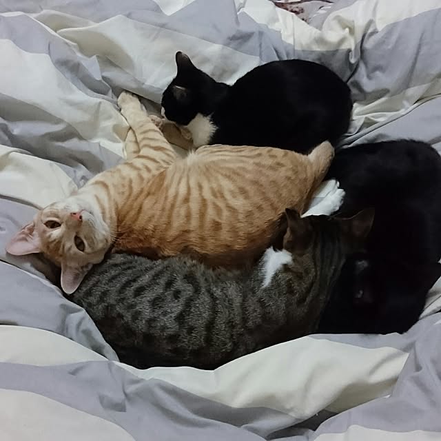 shiiiさんの実例写真