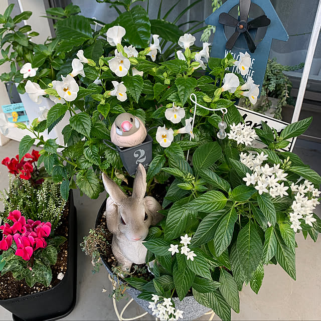 Chhhiさんの実例写真