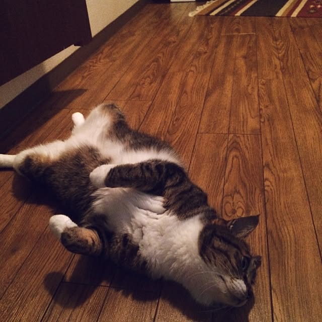 ponさんの実例写真