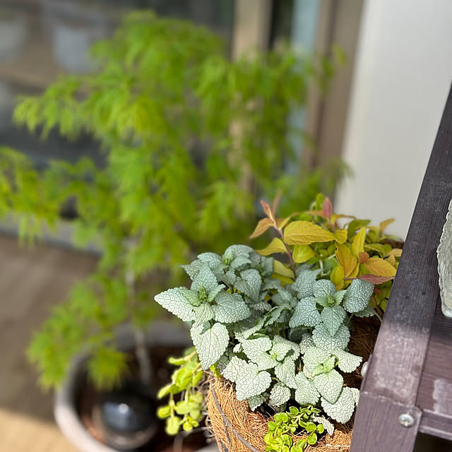 busho_no_hahaさんの部屋