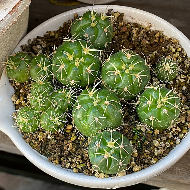 mintteaさんの部屋