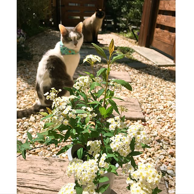 mintcatさんの実例写真