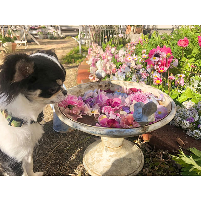 ponさんの実例写真