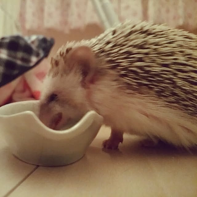 kuruさんの実例写真