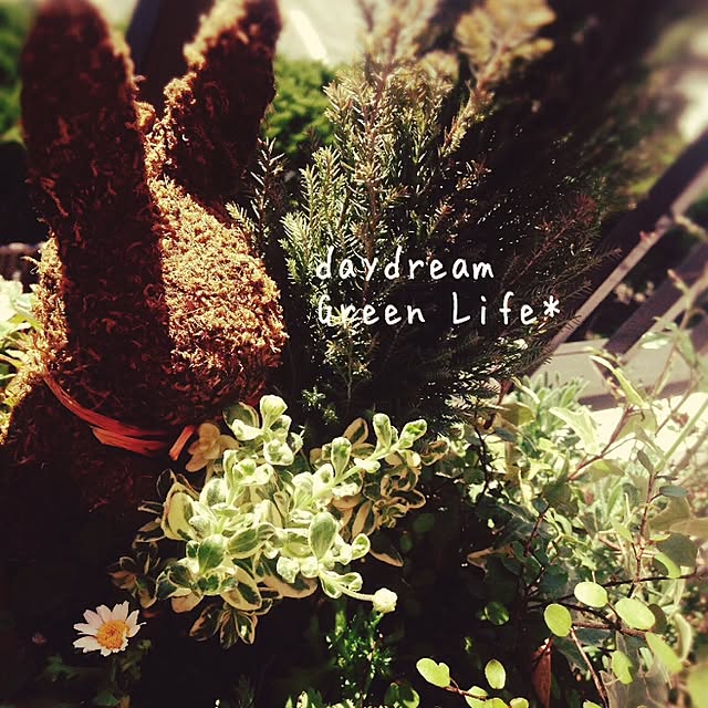 daydreamさんの実例写真