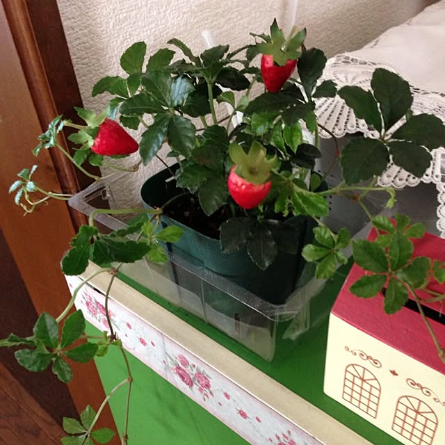 Kumikoさんの実例写真
