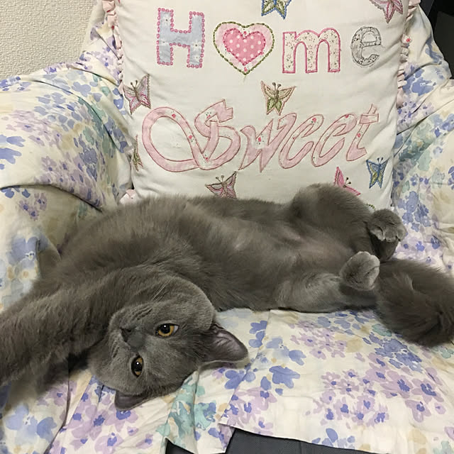 fionaさんの実例写真
