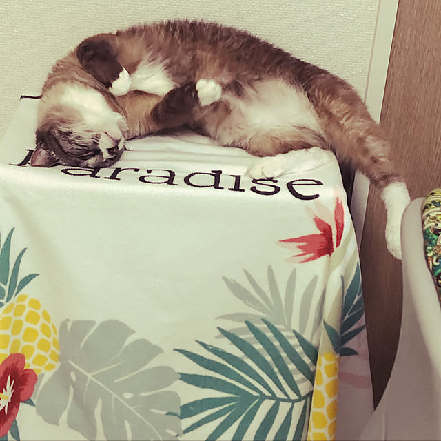 Liaさんの実例写真