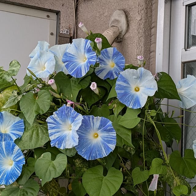 toramamaさんの実例写真