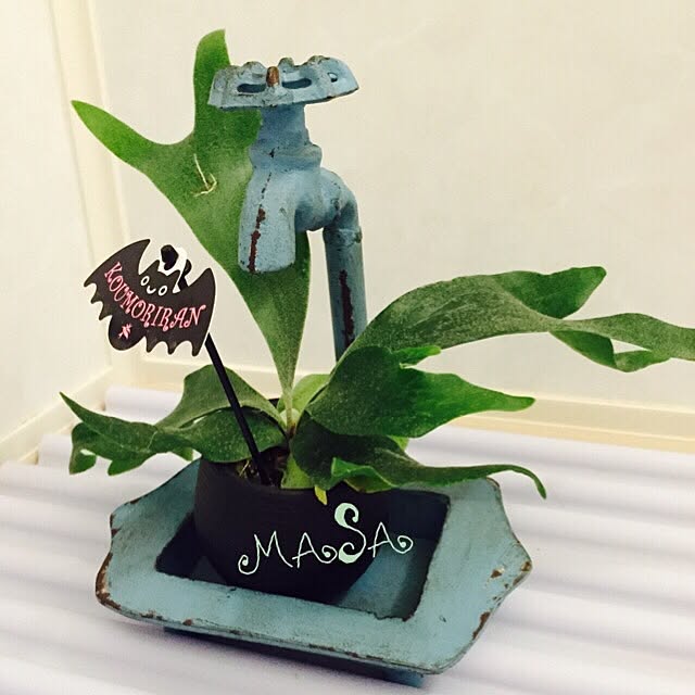MASAさんの実例写真