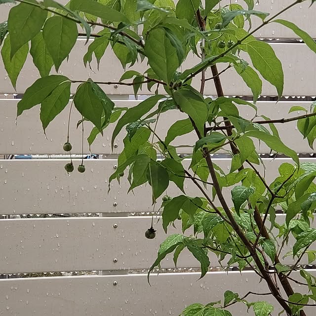 Bienvenueさんの部屋