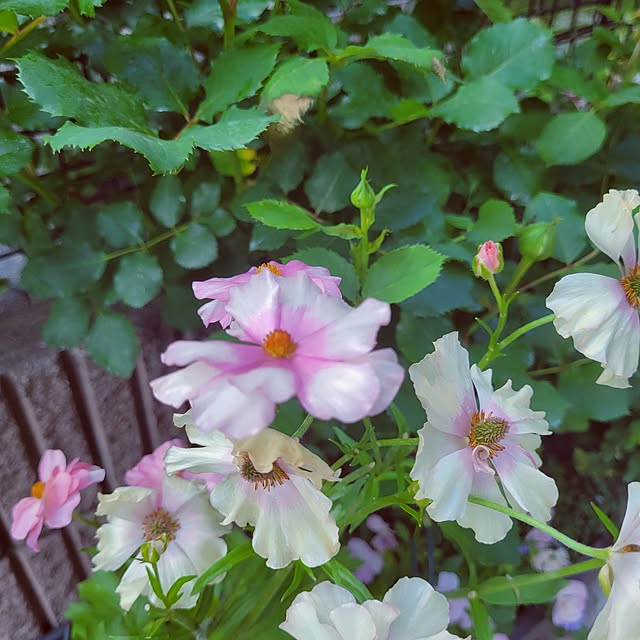 mimi828さんの実例写真
