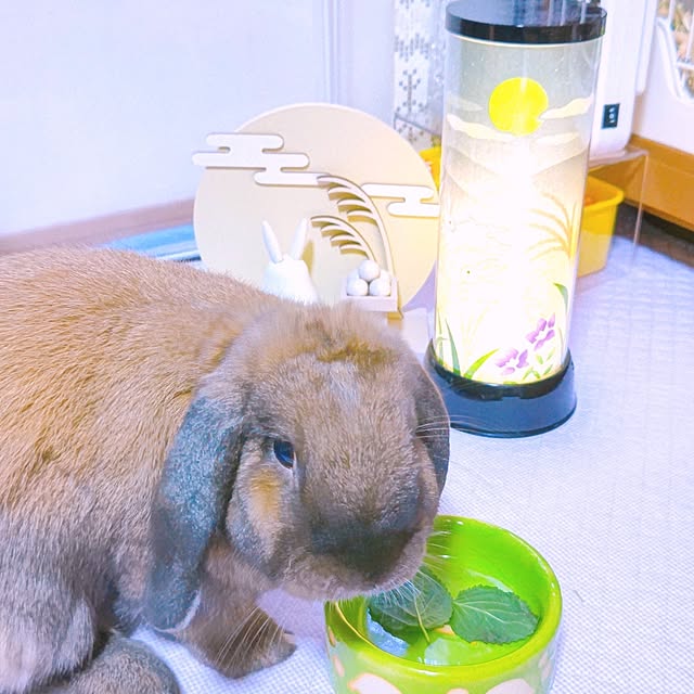 mariaさんの実例写真