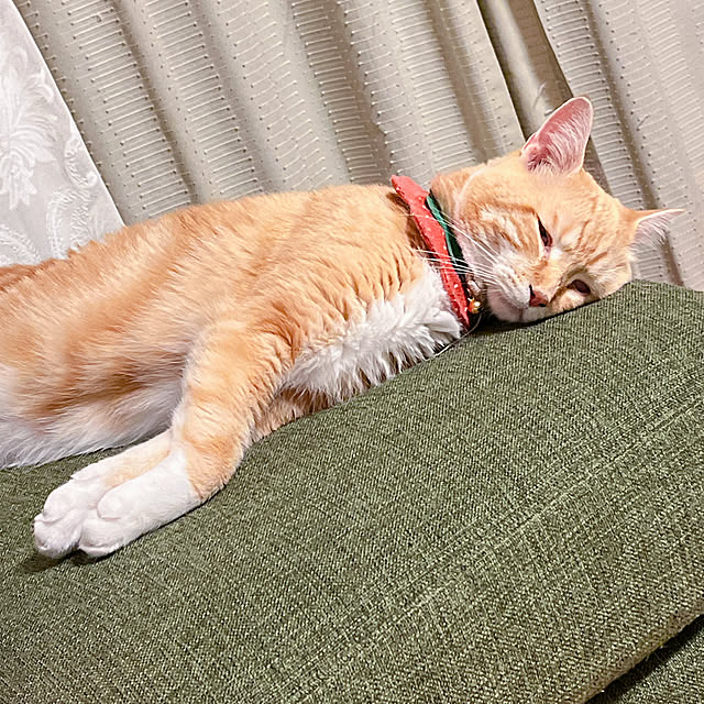 moolさんの実例写真