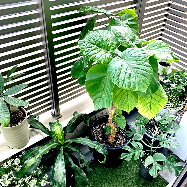 観葉植物/狭いベランダ/植物が好き/ハワイを感じたい/植物に囲まれ隊...などのインテリア実例 - 2021-09-10 21:08:22