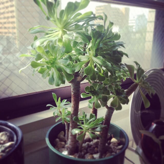 shinさんの実例写真