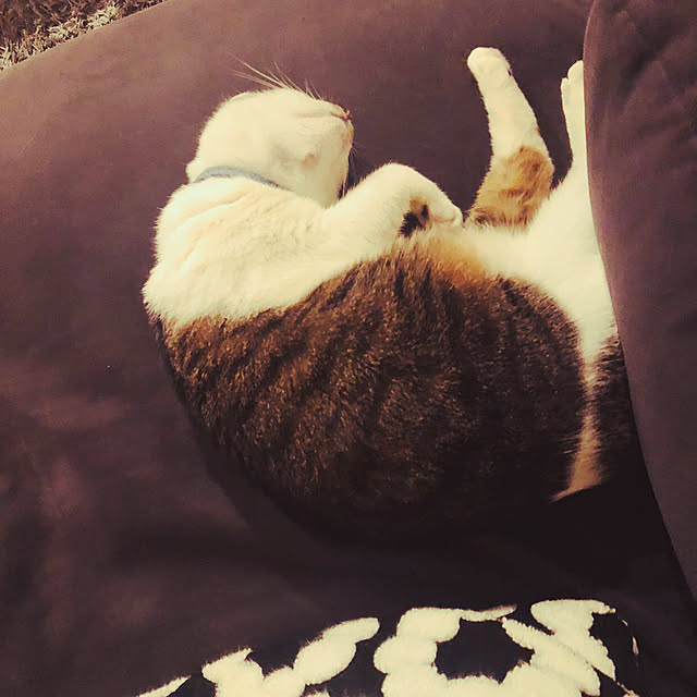 HomeSweetHomeさんの実例写真