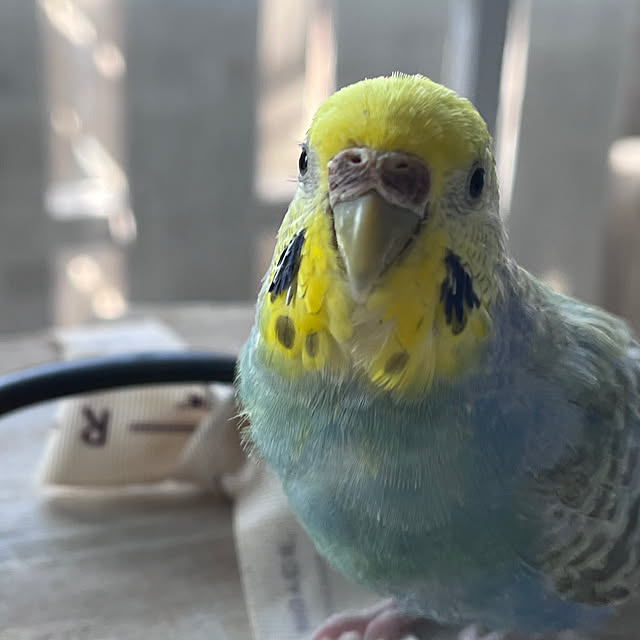 Atsukoさんの部屋