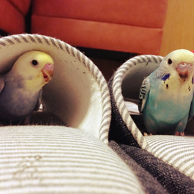 oniyomeさんの実例写真