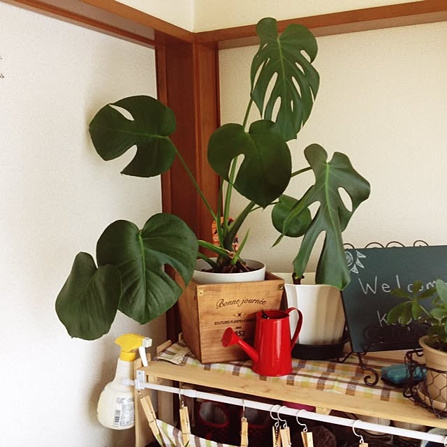 hanaさんの実例写真