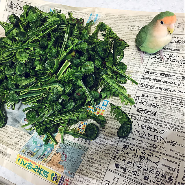aoinokimiさんの実例写真