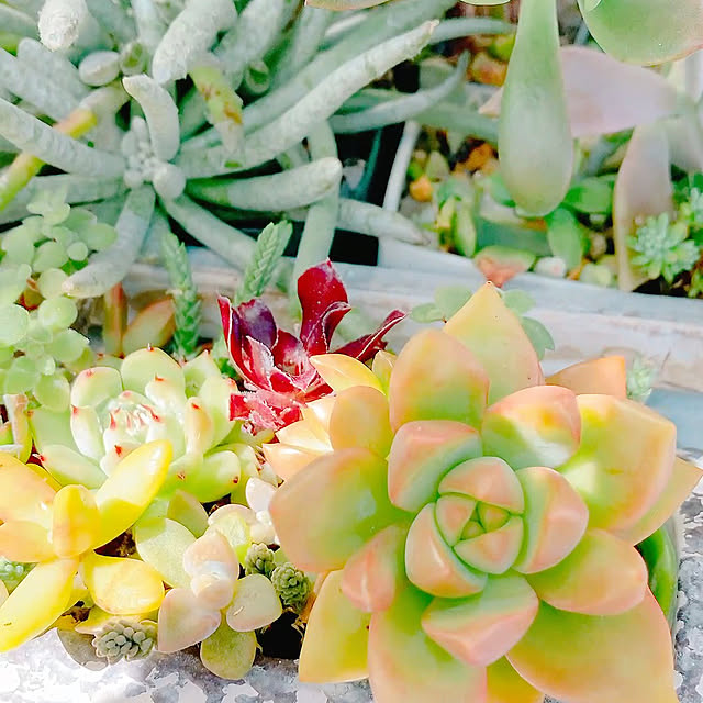 Hanakaさんの部屋
